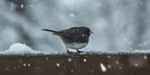 Beitragsbild des Blogbeitrags Wintergäste  im Garten 