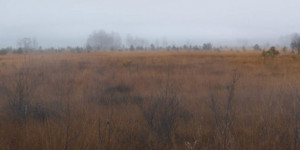 Beitragsbild des Blogbeitrags Das Ibmer Moor