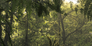 Beitragsbild des Blogbeitrags Monteverde – im Nebelwald, zwischen Baumkronen und Wolken