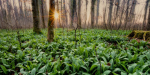 Beitragsbild des Blogbeitrags Kräuterwandern mit Kindern: Bärlauch pflücken und gemeinsam zubereiten 