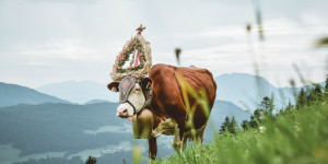 Beitragsbild des Blogbeitrags Sommerausklang am Berg – den farbenfrohen Almabtrieb mit Kindern erleben 