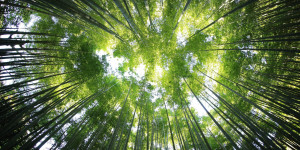 Beitragsbild des Blogbeitrags Abenteuer Wald: 9 geniale Spielideen und Tipps für deinen nächsten Waldtag mit Kindern
