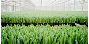 Beitragsbild des Blogbeitrags Sag mal: Woher kommen eigentlich die Tulpen im Supermarkt?