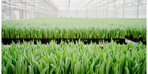 Beitragsbild des Blogbeitrags Sag mal: Woher kommen eigentlich die Tulpen im Supermarkt? 