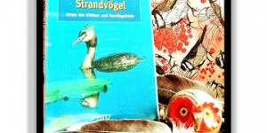 Beitragsbild des Blogbeitrags Wasservögel und Strandvögel – BLV Naturführer
