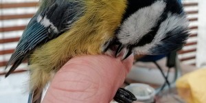 Beitragsbild des Blogbeitrags Das 1×1 der Vogelberingung