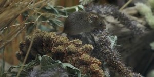Beitragsbild des Blogbeitrags Ein Besuch im Zoo Salzburg Hellbrunn