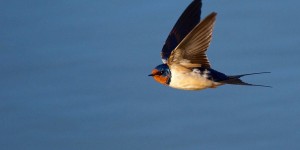 Beitragsbild des Blogbeitrags Schwalben in Niederösterreich