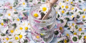 Beitragsbild des Blogbeitrags Gänseblümchen-Tinktur – gegen Akne, Prellungen und kleineren Wunden