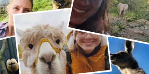 Beitragsbild des Blogbeitrags Lustige Tierbilder & Selfies (Reisebloggern zeigen ihre BestOfs)