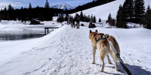 Beitragsbild des Blogbeitrags Schneeschuhwandern mit Huskys in der Steiermark 
