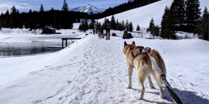 Beitragsbild des Blogbeitrags Schneeschuhwandern mit Huskys in der Steiermark