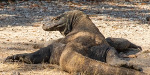 Beitragsbild des Blogbeitrags 15 Fotos vom Komodo Nationalpark | Weltweit unterwegs 