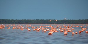 Beitragsbild des Blogbeitrags Celestún auf eigene Faust: Flamingos, Pelikane und Krokodile 