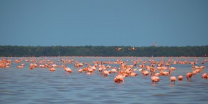 Beitragsbild des Blogbeitrags Celestún auf eigene Faust: Flamingos, Pelikane und Krokodile