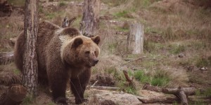 Beitragsbild des Blogbeitrags How-To: Wie du in Kanada garantiert vom Bären gejagt, angegriffen und gefressen wirst 