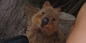Beitragsbild des Blogbeitrags Lieblingsplätze: Quokkas!!! Und Rottnest Island 