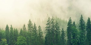 Beitragsbild des Blogbeitrags Bäume sprechen miteinander