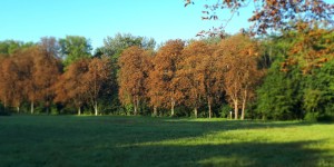 Beitragsbild des Blogbeitrags 3 Ayurveda-Tipps für die Übergangszeit vom Sommer in den Herbst 