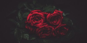 Beitragsbild des Blogbeitrags Der Fluch der Rose – Rezension