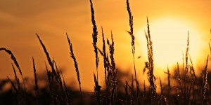 Beitragsbild des Blogbeitrags Im grausamen Licht der Sonne – Rezension