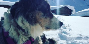 Beitragsbild des Blogbeitrags Das Leben ist schöner auf Schnee….