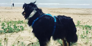 Beitragsbild des Blogbeitrags Europa Camping Village – Camping mit Hund in Cavallino