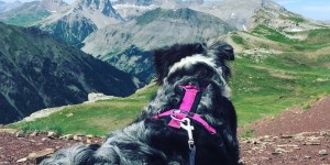 Beitragsbild des Blogbeitrags Col Cruising 2 – Mit Wohnmobil und Hund auf Frankreichs Alpenpässen 