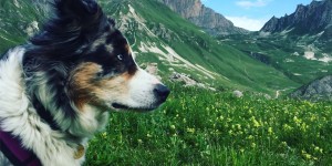 Beitragsbild des Blogbeitrags Col Cruising 3 – Französische Alpen mit Wohnmobil und Hund