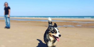 Beitragsbild des Blogbeitrags 10. Oktober – Gedanken zum Welthundetag 