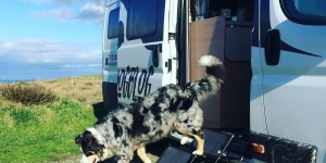 Beitragsbild des Blogbeitrags Campervan Must-Haves für Hundebesitzer #2 – Friedrischs Hundetreppe