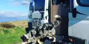 Beitragsbild des Blogbeitrags Campervan Must-Haves für Hundebesitzer #2 – Friedrischs Hundetreppe 