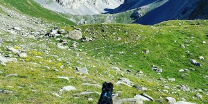 Beitragsbild des Blogbeitrags Valle Maira – Von steinigen Wegen & zart-pelzigen Blüten 