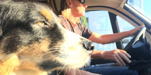 Beitragsbild des Blogbeitrags Camping mit Hund – Die ultimative Packliste einmal anders…