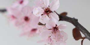 Beitragsbild des Blogbeitrags Zitate und Hintergrundbilder Edition 2020