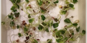 Beitragsbild des Blogbeitrags Sprossen und Keimlinge – Gärtnern im Winter