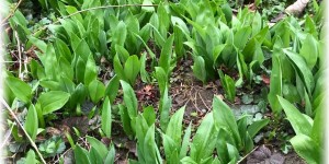 Beitragsbild des Blogbeitrags Nudel-Vorrat mit Bärlauch und Teff