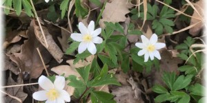 Beitragsbild des Blogbeitrags Es grünt und blüht – Buschwindröschen