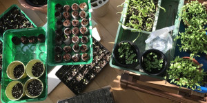 Beitragsbild des Blogbeitrags Aus dem Garten – Prolog