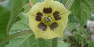 Beitragsbild des Blogbeitrags Aus dem Garten – Physalis (Andenbeere, Kapstachelbeere)