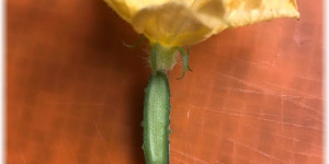 Beitragsbild des Blogbeitrags Aus dem Garten – die Gurke