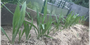 Beitragsbild des Blogbeitrags Aus dem Garten – Schwarzwurzeln