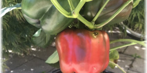 Beitragsbild des Blogbeitrags Aus dem Garten – Chili und Paprika