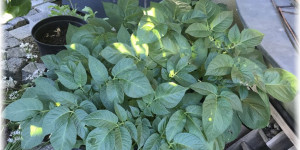 Beitragsbild des Blogbeitrags Aus dem Garten – Kartoffel