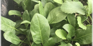 Beitragsbild des Blogbeitrags Aus dem Garten – Spinat