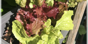 Beitragsbild des Blogbeitrags Aus dem Garten – Salat