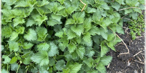 Beitragsbild des Blogbeitrags Aus dem Garten – die Brennessel