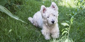 Beitragsbild des Blogbeitrags Aus der Perspektive (m)eines Hundes