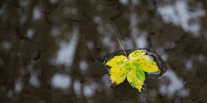 Beitragsbild des Blogbeitrags Ich bin ein Stern 