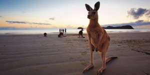 Beitragsbild des Blogbeitrags Cape Hillsborough: Natur-Resort am Känguru-Strand 